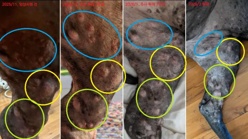 챗 지피티로 맞춤형 암치료제 만든 일반인(사진 추가) | mbong.kr 엠봉