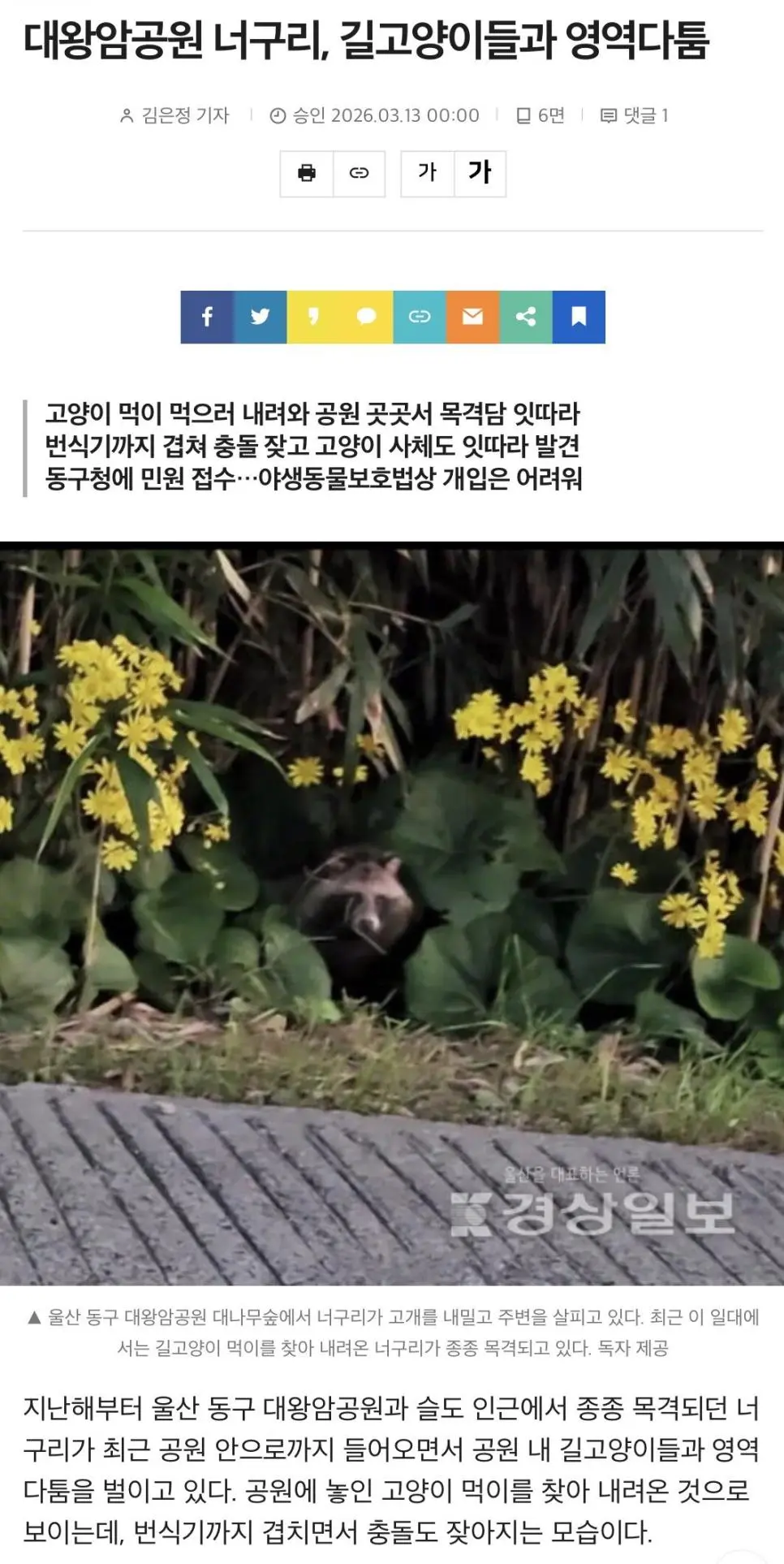 대왕암공원 너구리, 길고양이들과 영역다툼 | mbong.kr 엠봉