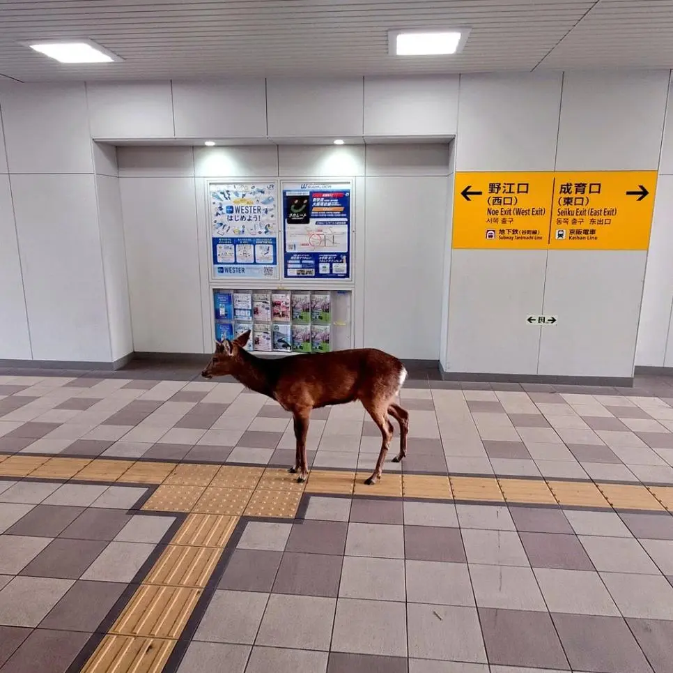 지금 오사카시 가서 운좋으면 볼 수 있는것 | mbong.kr 엠봉