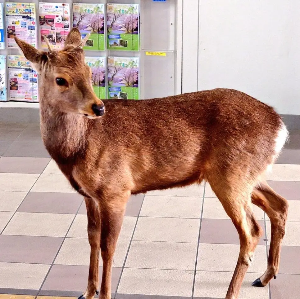 지금 오사카시 가서 운좋으면 볼 수 있는것 | mbong.kr 엠봉