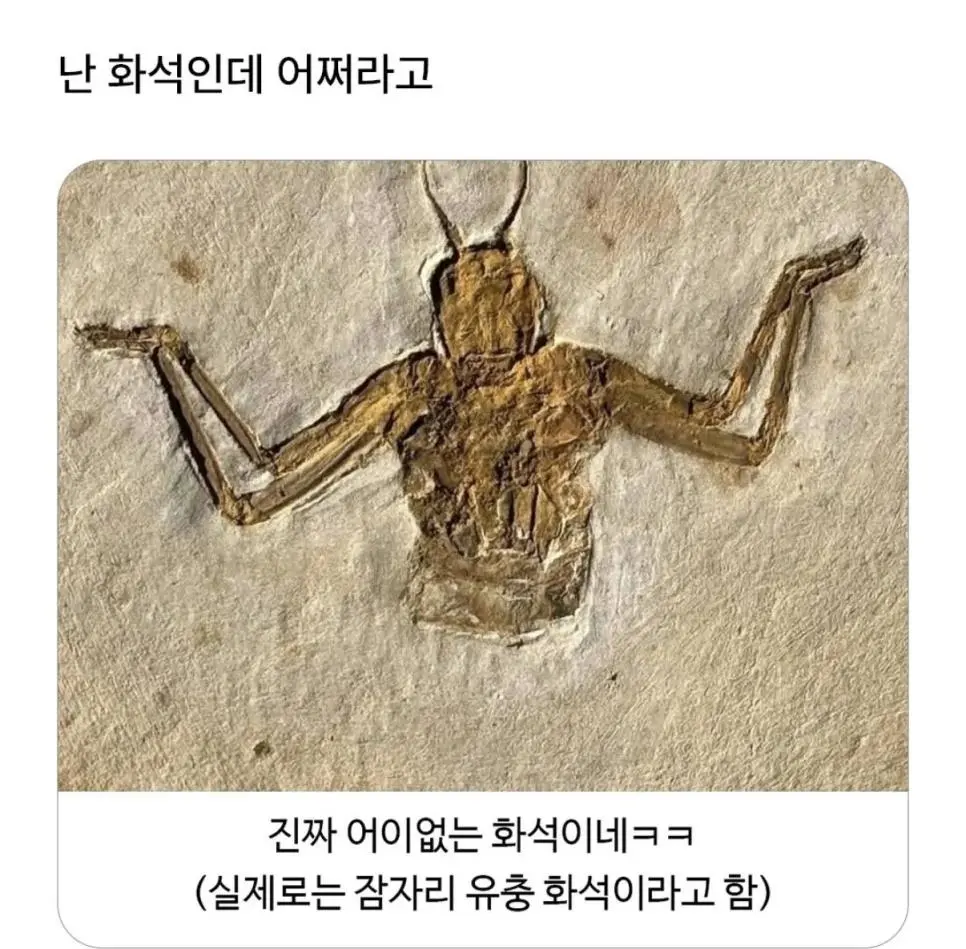 어쩌라고? 화석 | mbong.kr 엠봉