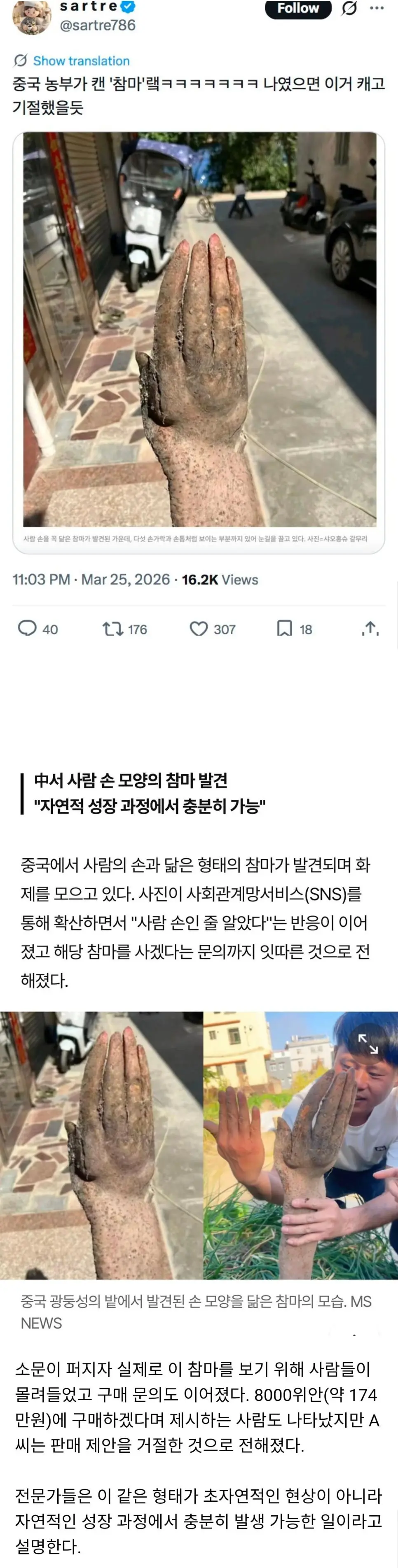 중국 농부가 캔 '참마' | mbong.kr 엠봉