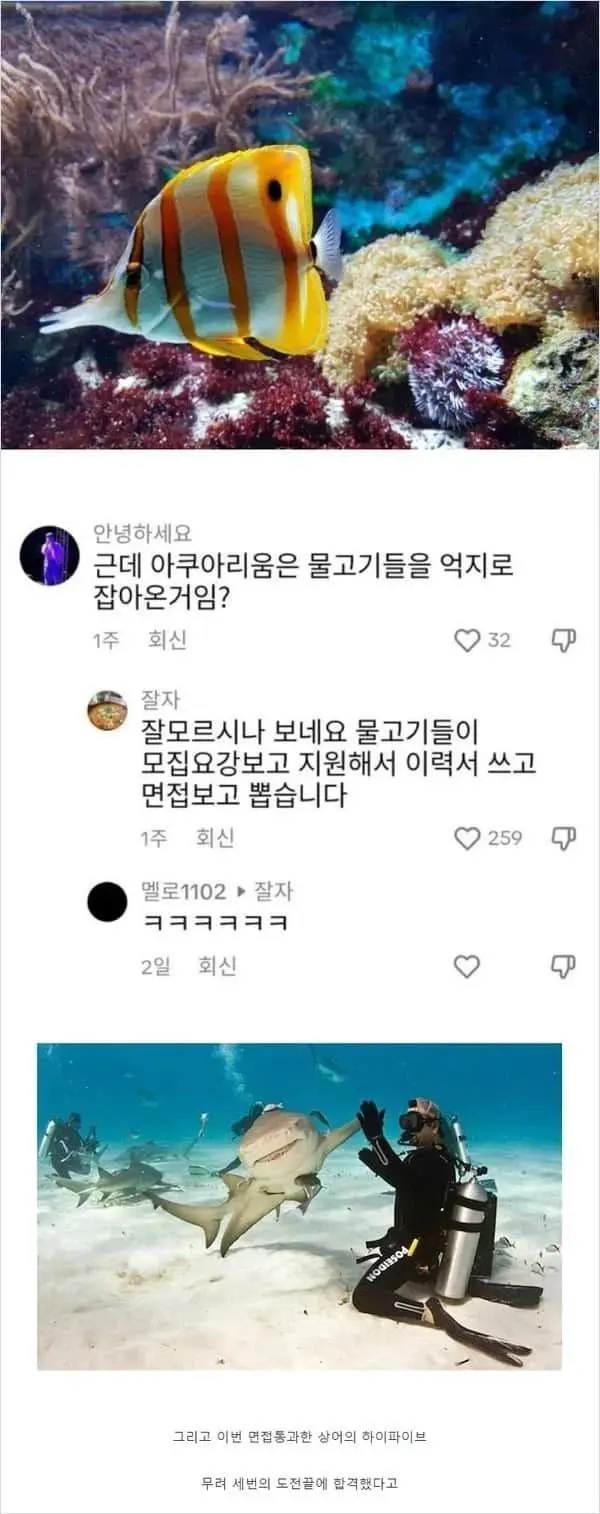 아쿠아리움은 물고기 억지로 잡아오는 거임? | mbong.kr 엠봉