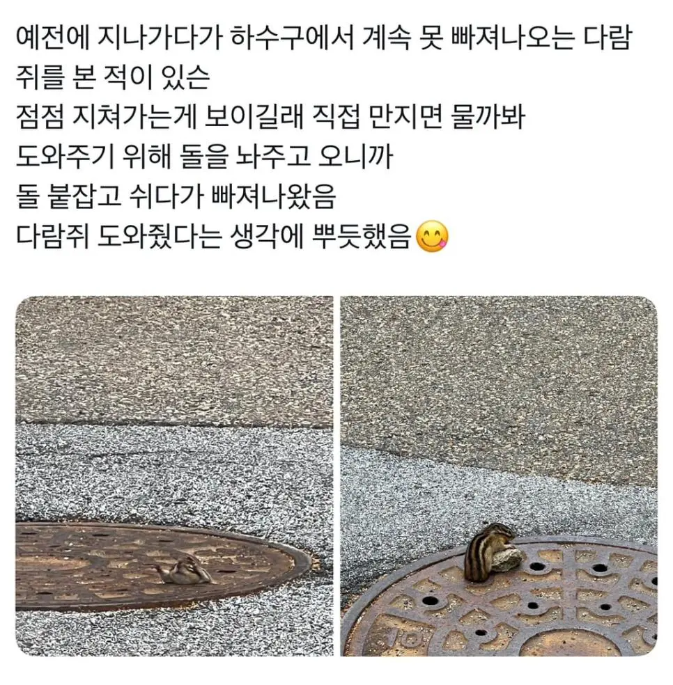 예전에 지나가다가 하수구에서 계속 못 빠져나오는 다람쥐를 본 적이 있슨 | mbong.kr 엠봉