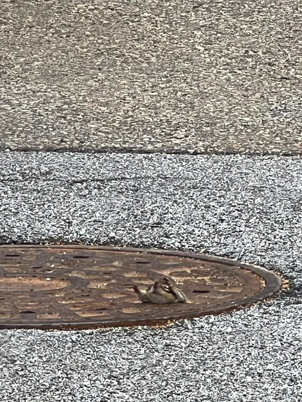 예전에 지나가다가 하수구에서 계속 못 빠져나오는 다람쥐를 본 적이 있슨 | mbong.kr 엠봉