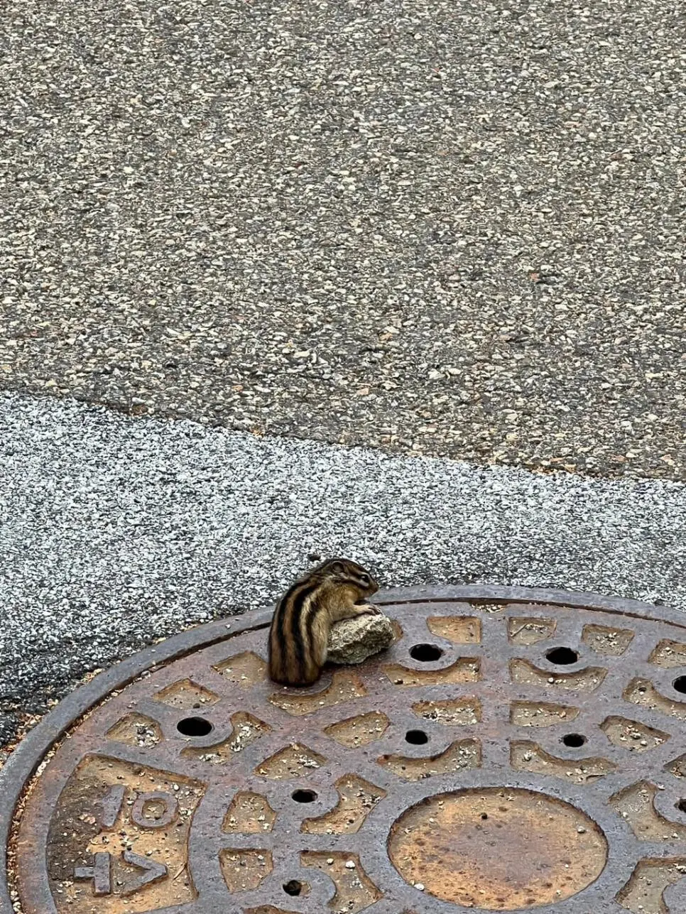 예전에 지나가다가 하수구에서 계속 못 빠져나오는 다람쥐를 본 적이 있슨 | mbong.kr 엠봉