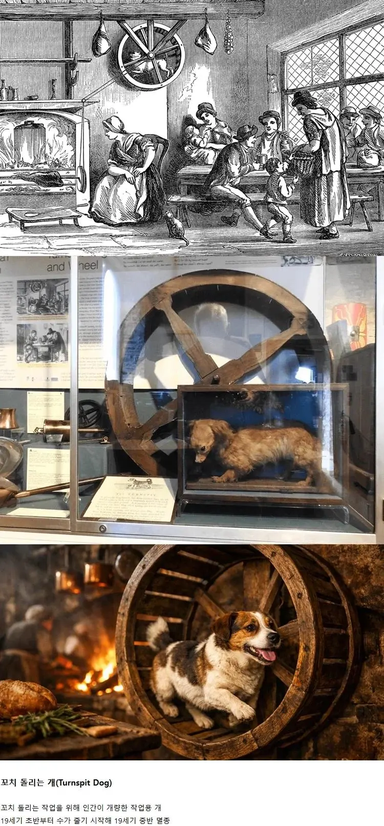 인간을 위해 일하다 멸종된 개 | mbong.kr 엠봉