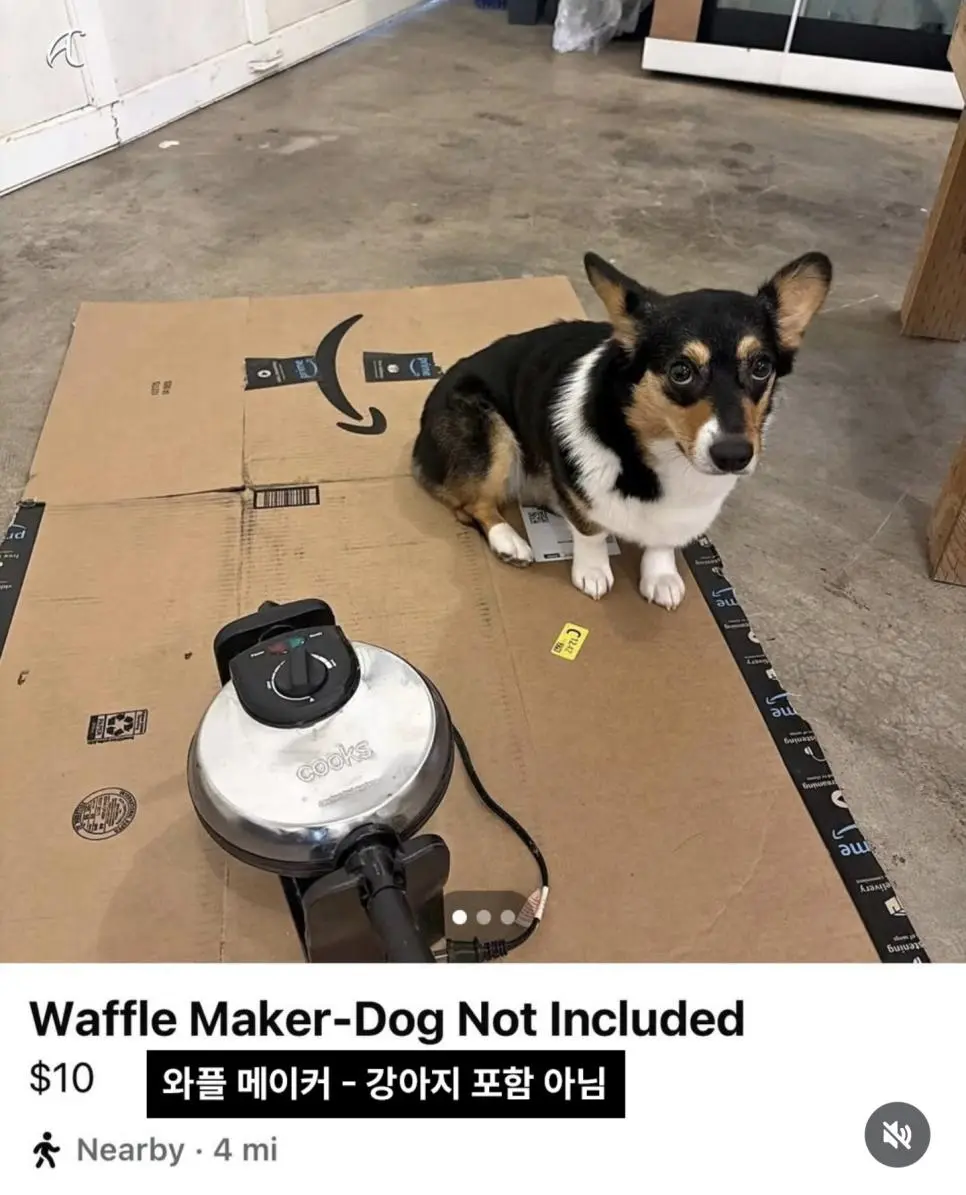 강아지 키우는 사람이 중고판매 사진 올릴때 특징 | mbong.kr 엠봉