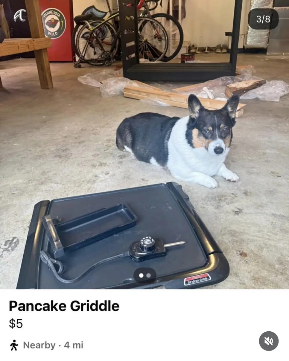 강아지 키우는 사람이 중고판매 사진 올릴때 특징 | mbong.kr 엠봉