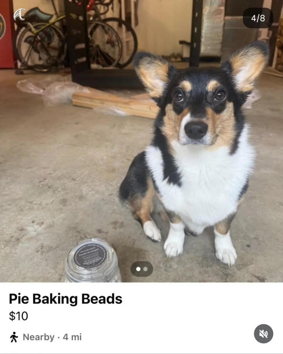 강아지 키우는 사람이 중고판매 사진 올릴때 특징 | mbong.kr 엠봉