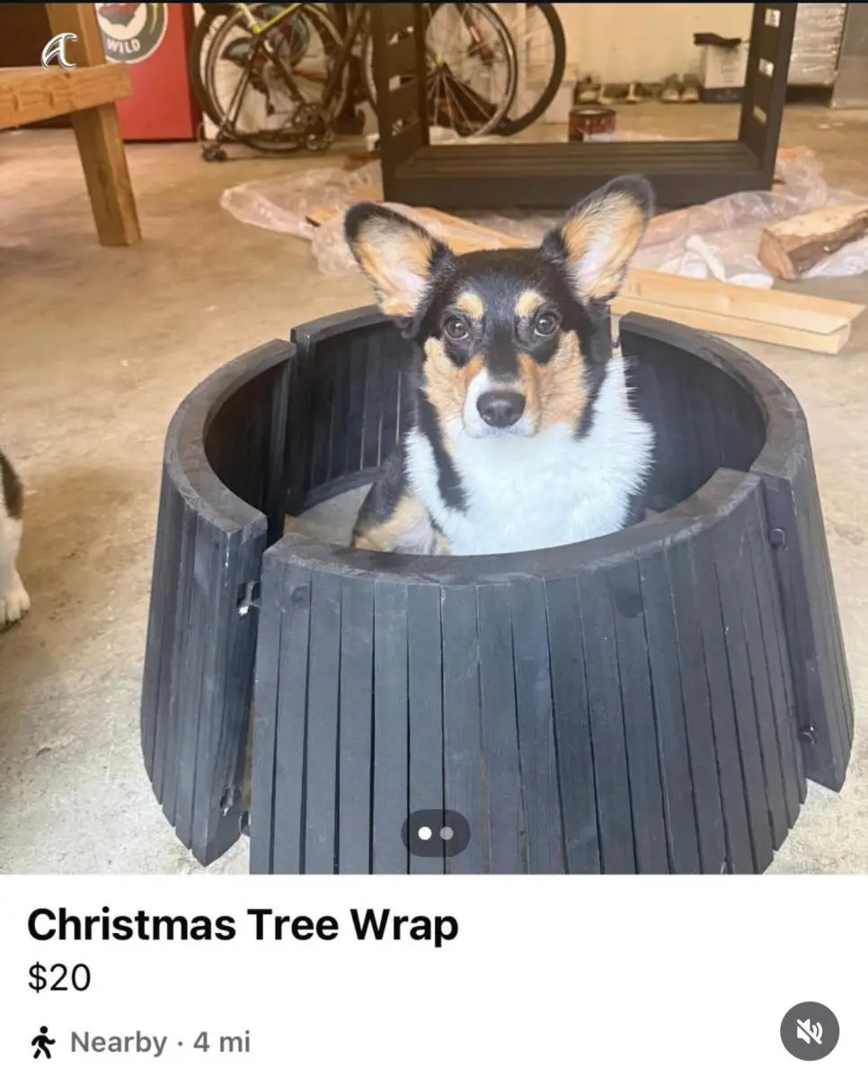 강아지 키우는 사람이 중고판매 사진 올릴때 특징 | mbong.kr 엠봉