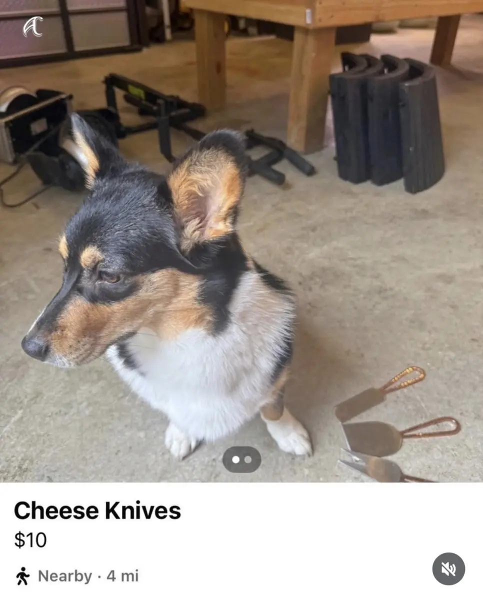 강아지 키우는 사람이 중고판매 사진 올릴때 특징 | mbong.kr 엠봉