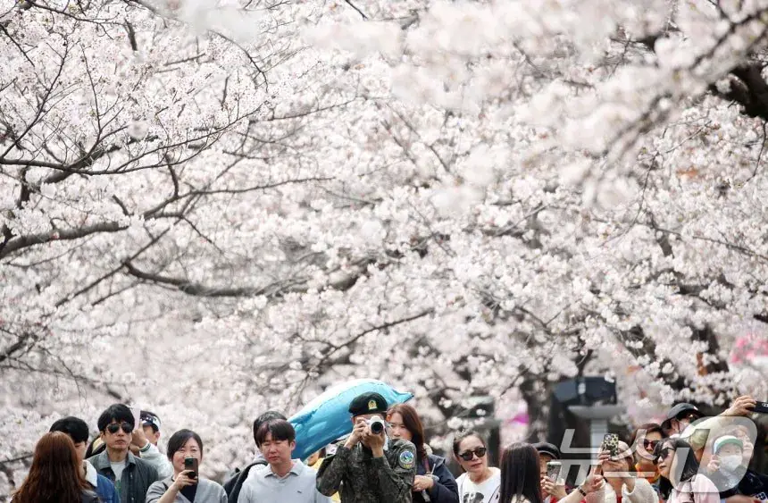 오늘자 진해군항제 벚꽃 풍경 | mbong.kr 엠봉