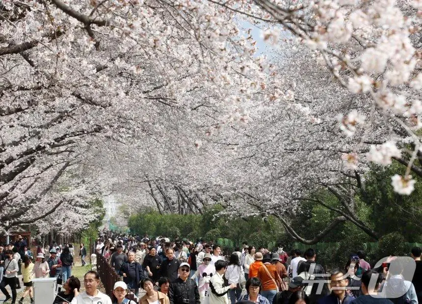 오늘자 진해군항제 벚꽃 풍경 | mbong.kr 엠봉