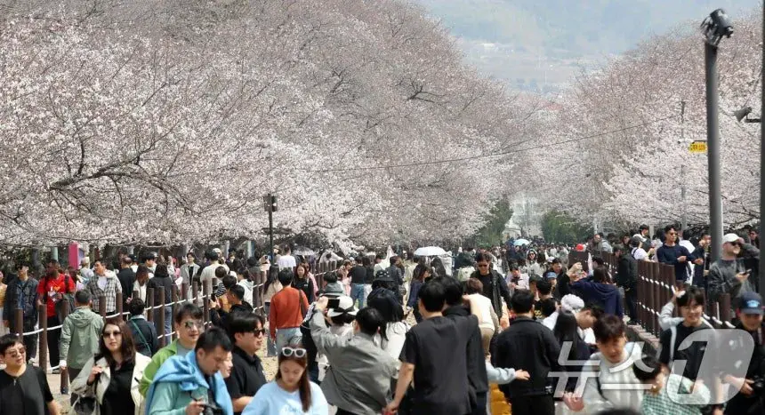 오늘자 진해군항제 벚꽃 풍경 | mbong.kr 엠봉