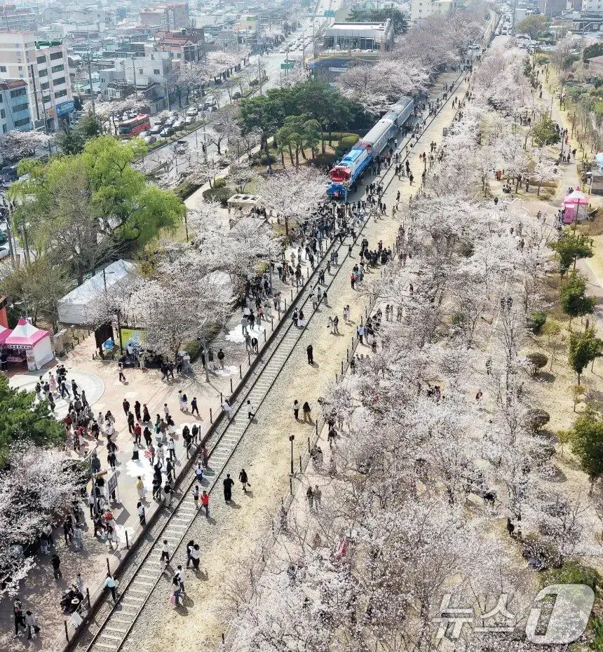 오늘자 진해군항제 벚꽃 풍경 | mbong.kr 엠봉