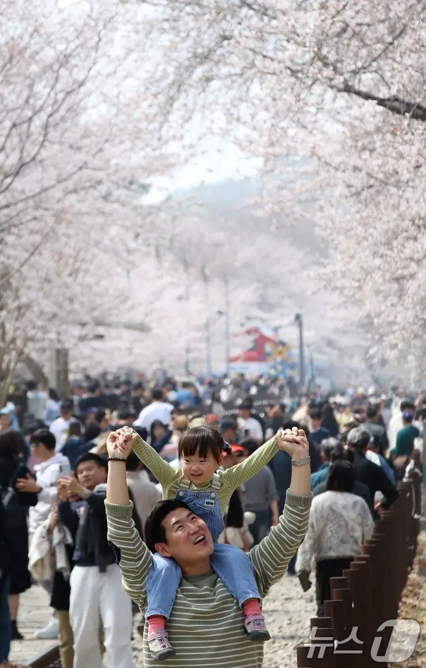 오늘자 진해군항제 벚꽃 풍경 | mbong.kr 엠봉