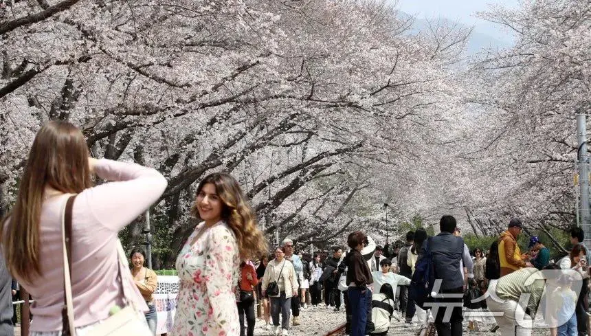 오늘자 진해군항제 벚꽃 풍경 | mbong.kr 엠봉