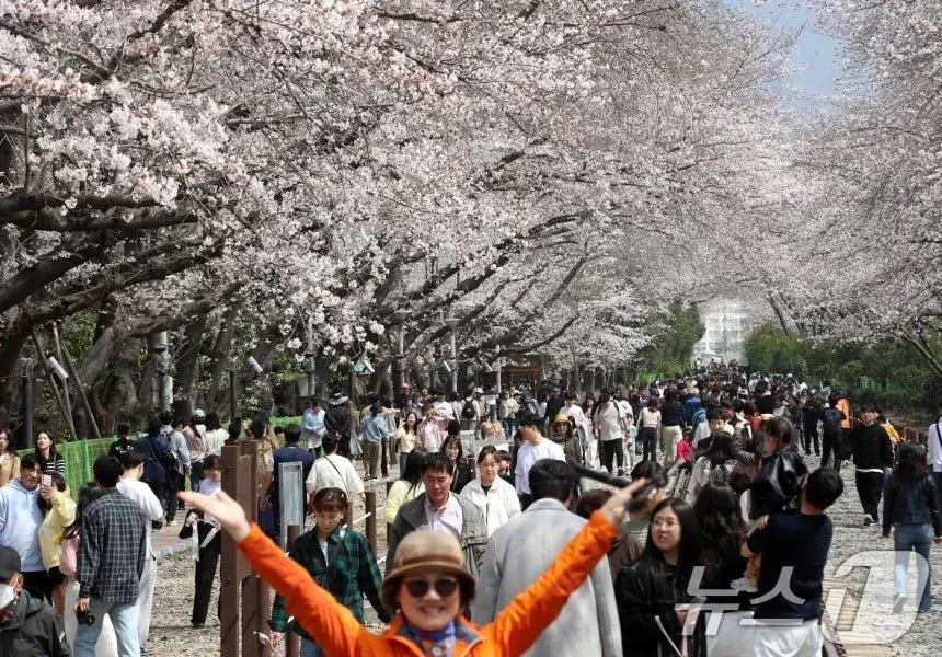 오늘자 진해군항제 벚꽃 풍경 | mbong.kr 엠봉