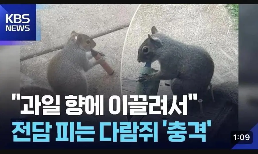 전담피는 다람쥐 | mbong.kr 엠봉