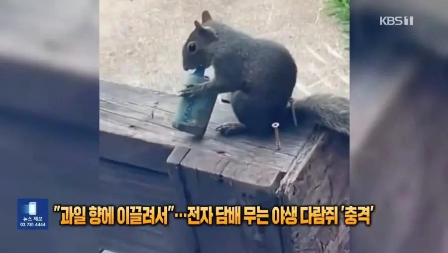 전담피는 다람쥐 | mbong.kr 엠봉