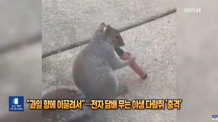 전담피는 다람쥐 | mbong.kr 엠봉