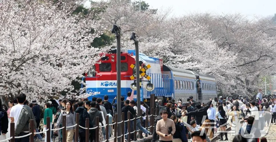오늘자 진해군항제 벚꽃 풍경 | mbong.kr 엠봉