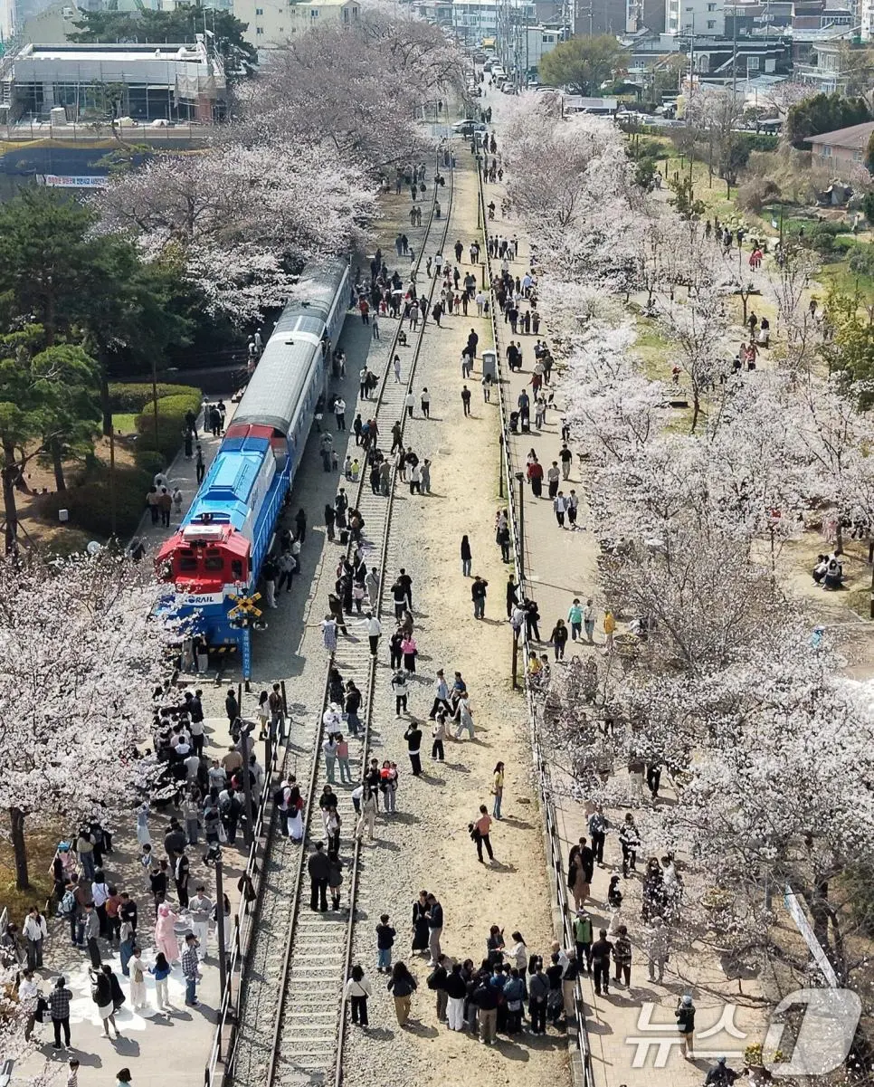 오늘자 진해군항제 벚꽃 풍경 | mbong.kr 엠봉