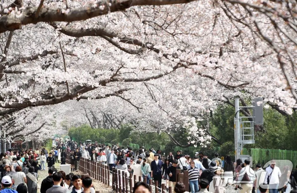 오늘자 진해군항제 벚꽃 풍경 | mbong.kr 엠봉