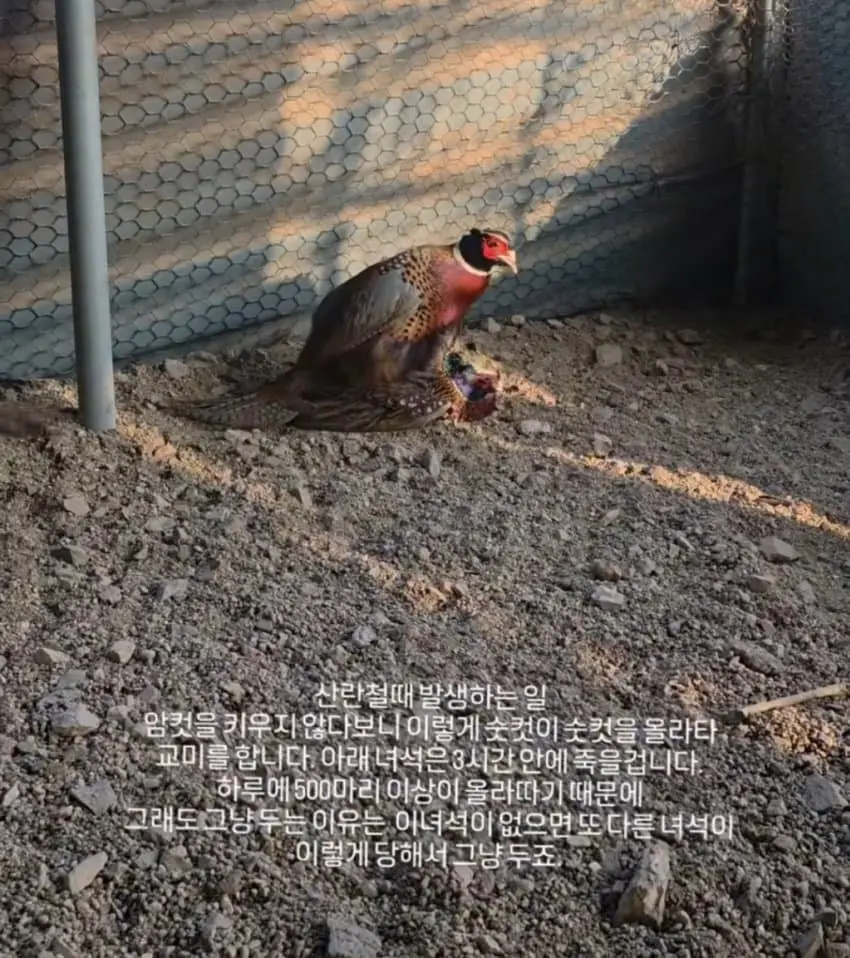 너무 무서운 꿩용오나홀...jpg | mbong.kr 엠봉