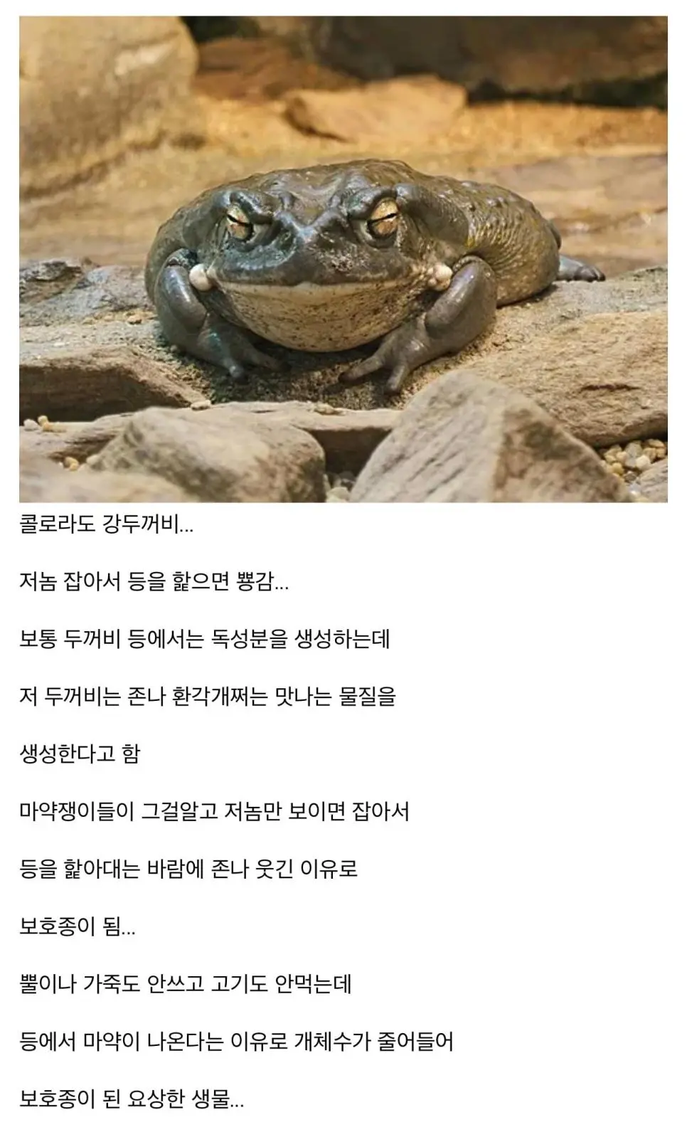 마약쟁이들이 조온나게 좋아한다는 동물... | mbong.kr 엠봉