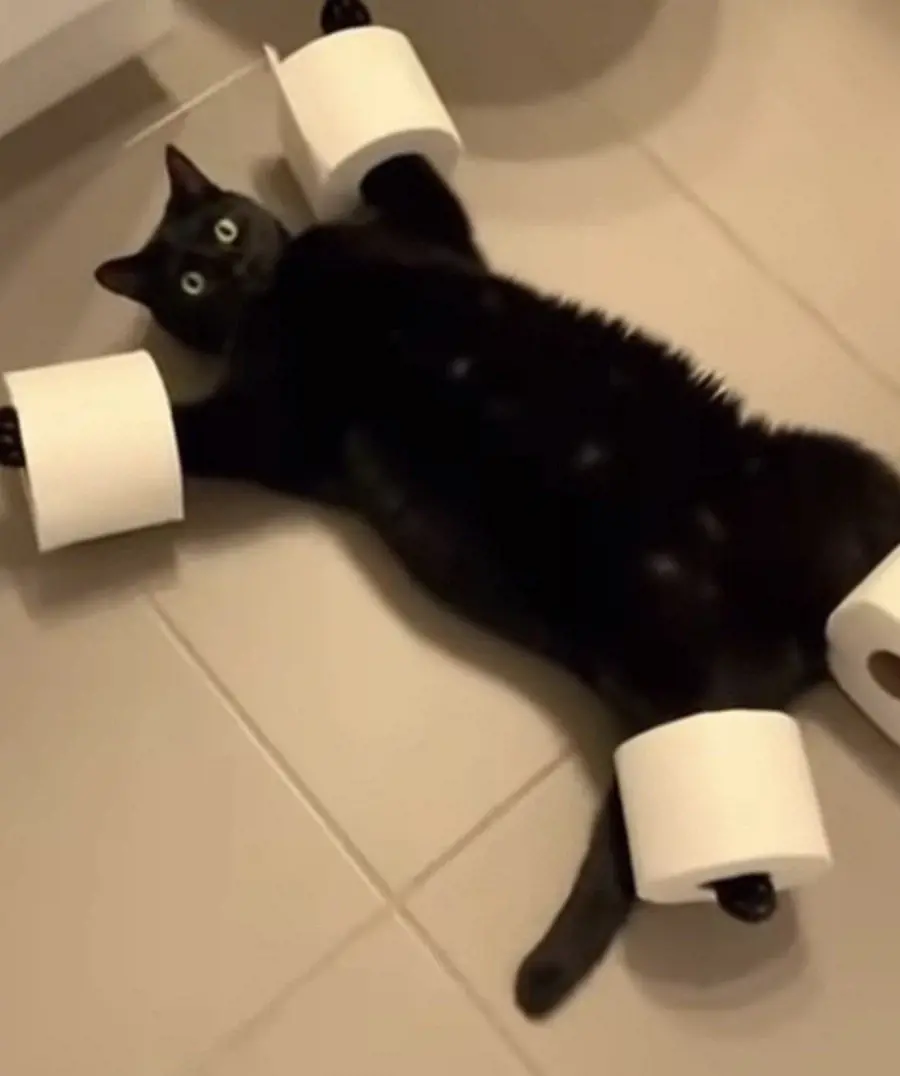 집에서 말썽부리는 고양이를 간단히 구속하는 방법 | mbong.kr 엠봉