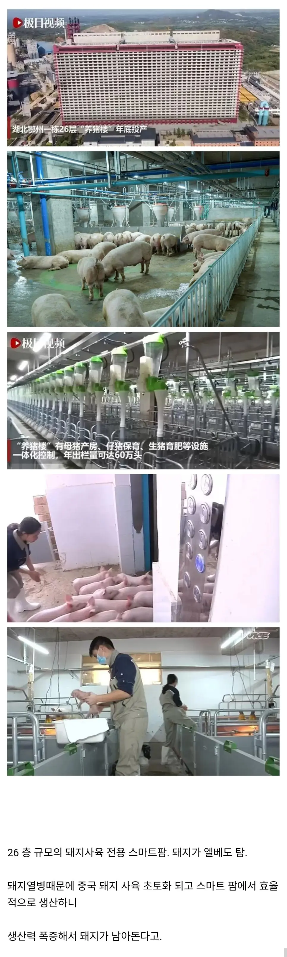 돼지고기가 마늘보다 싸진 중국 | mbong.kr 엠봉