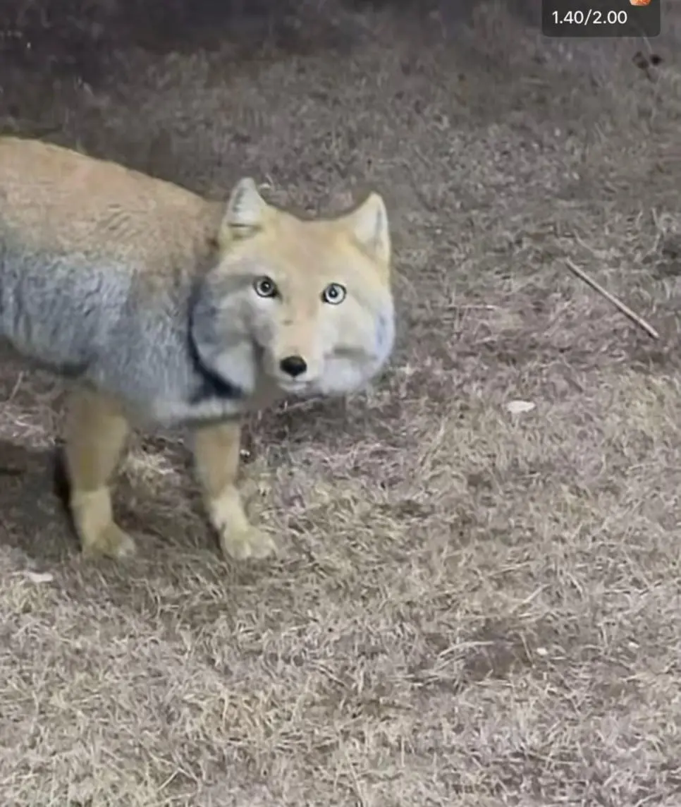 사람들이 잘 모르는 티벳여우에 관한 진실 | mbong.kr 엠봉