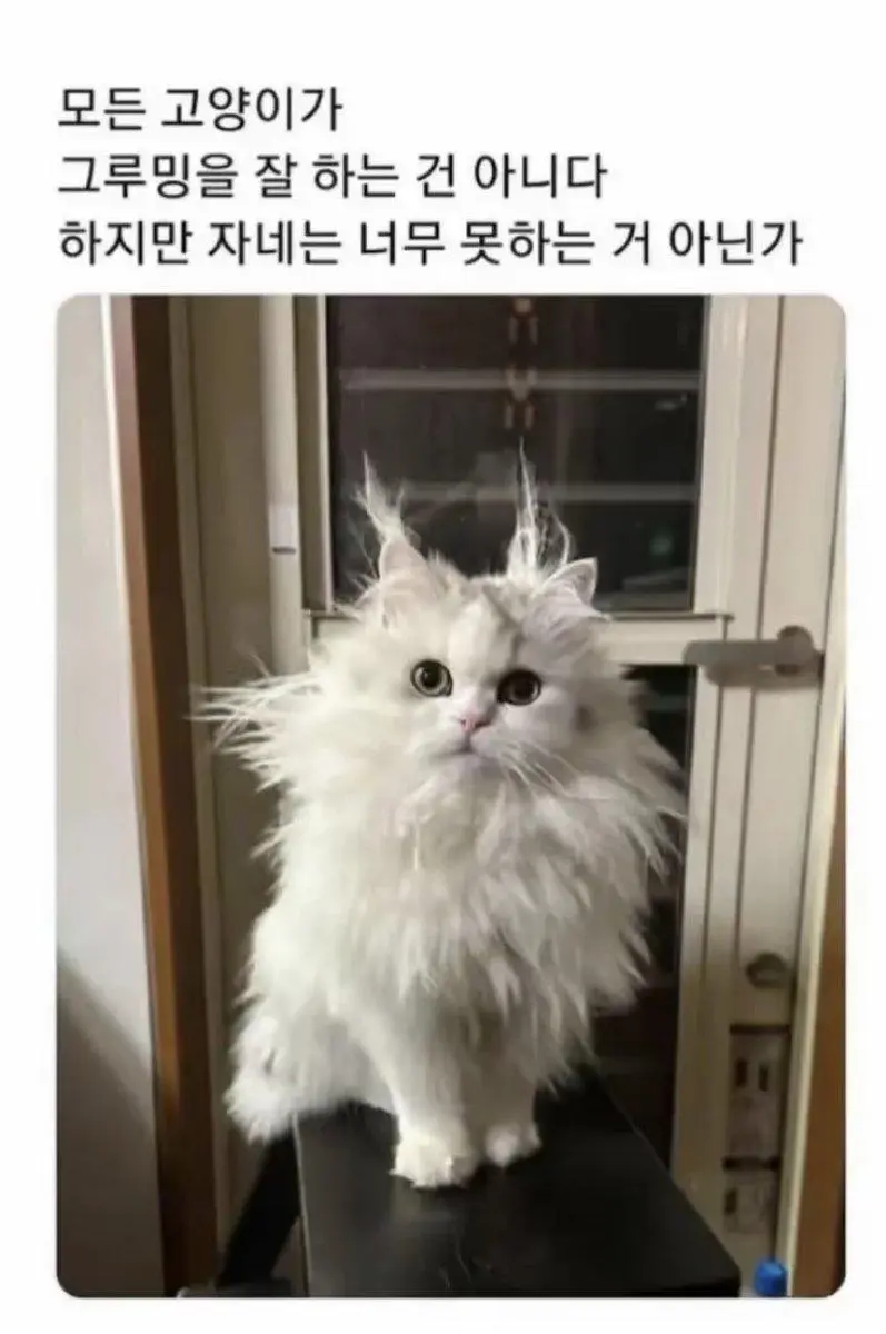 고양이가 그루밍을 못하면 생기는 일 | mbong.kr 엠봉