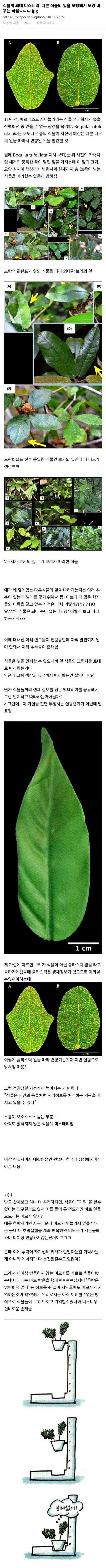 식물계 최대 미스터리라는 식물 | mbong.kr 엠봉