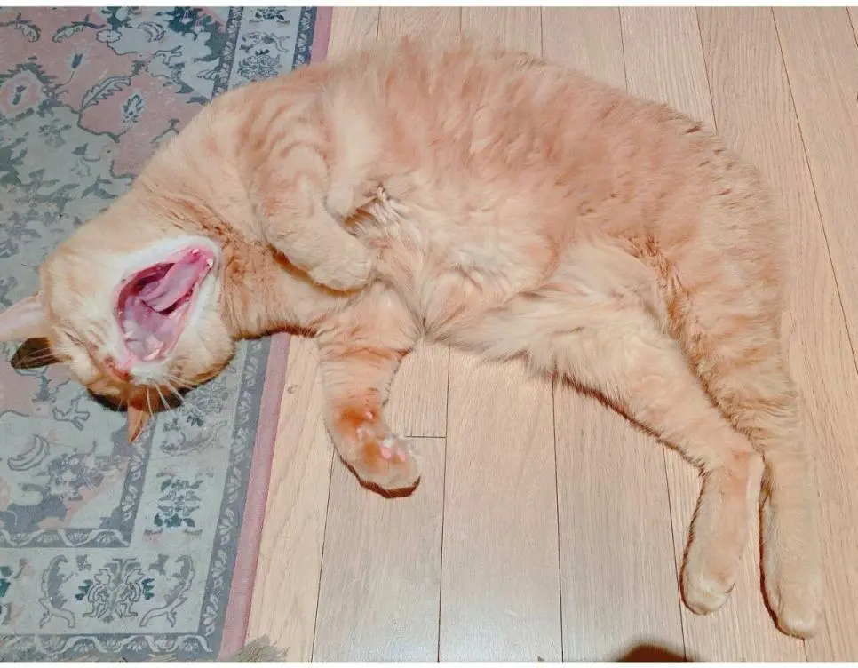 거식증 걸린 고양이 준팔이를 확대한 배다해 | mbong.kr 엠봉