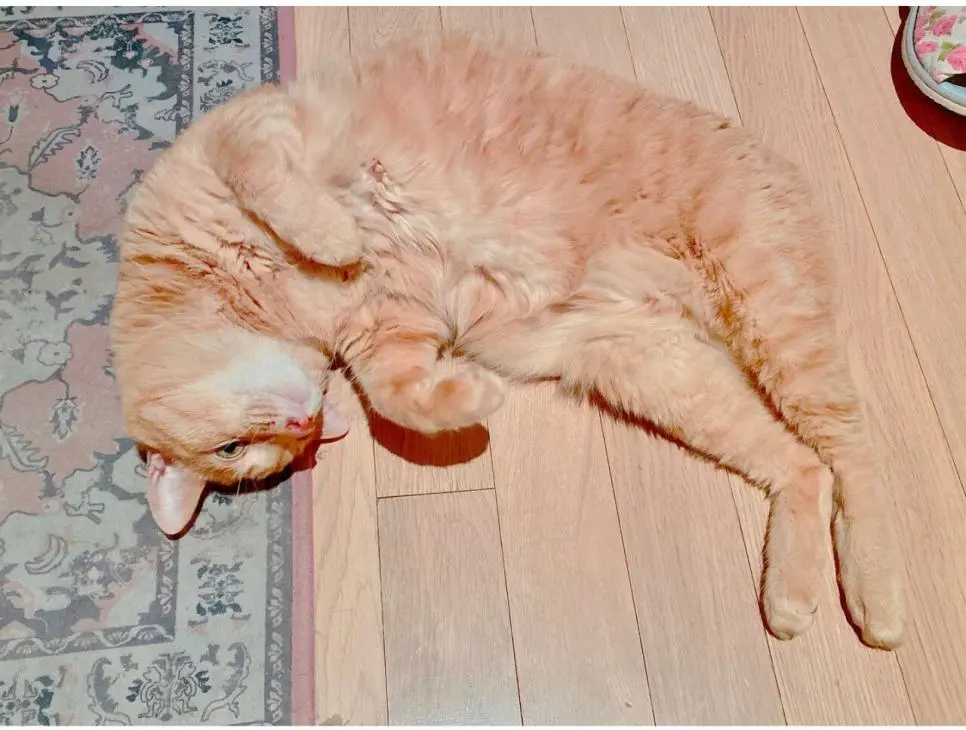 거식증 걸린 고양이 준팔이를 확대한 배다해 | mbong.kr 엠봉