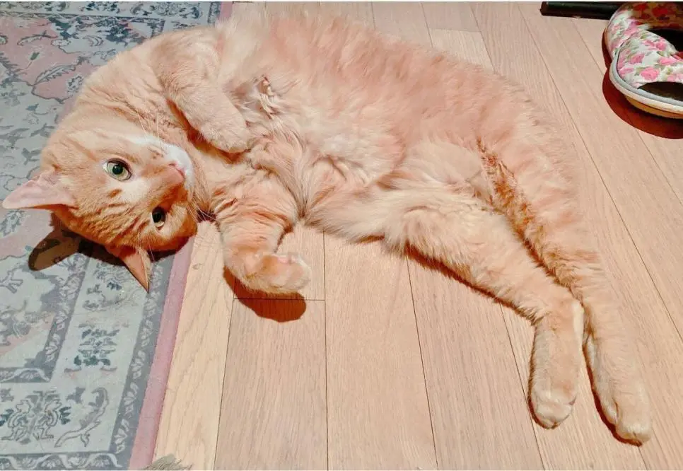 거식증 걸린 고양이 준팔이를 확대한 배다해 | mbong.kr 엠봉