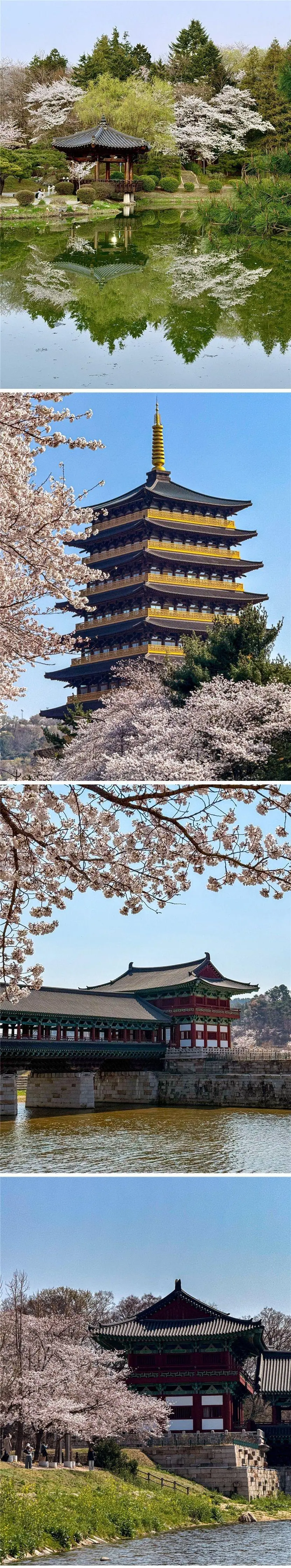 외국인들이 찍은 경주 여행 사진. | mbong.kr 엠봉