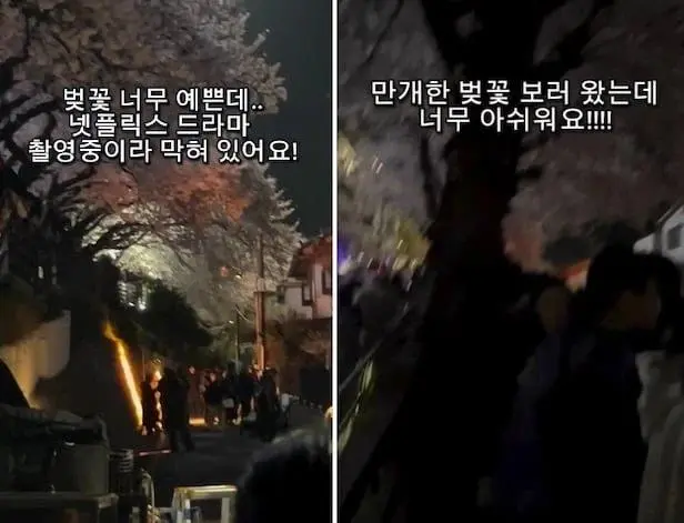 부산 벚꽃길 드라마 촬영팀 갑질 근황 | mbong.kr 엠봉