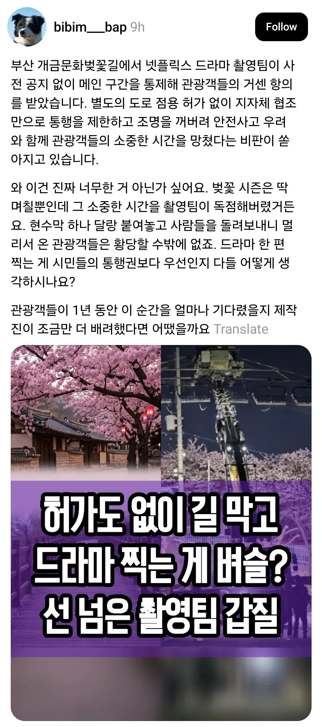 부산 벚꽃길 드라마 촬영팀 갑질 근황 | mbong.kr 엠봉