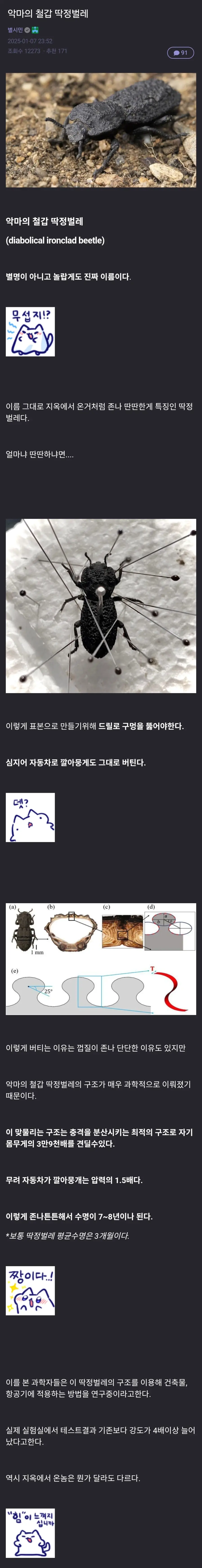 악마의 철갑 딱정벌레.jpg | mbong.kr 엠봉