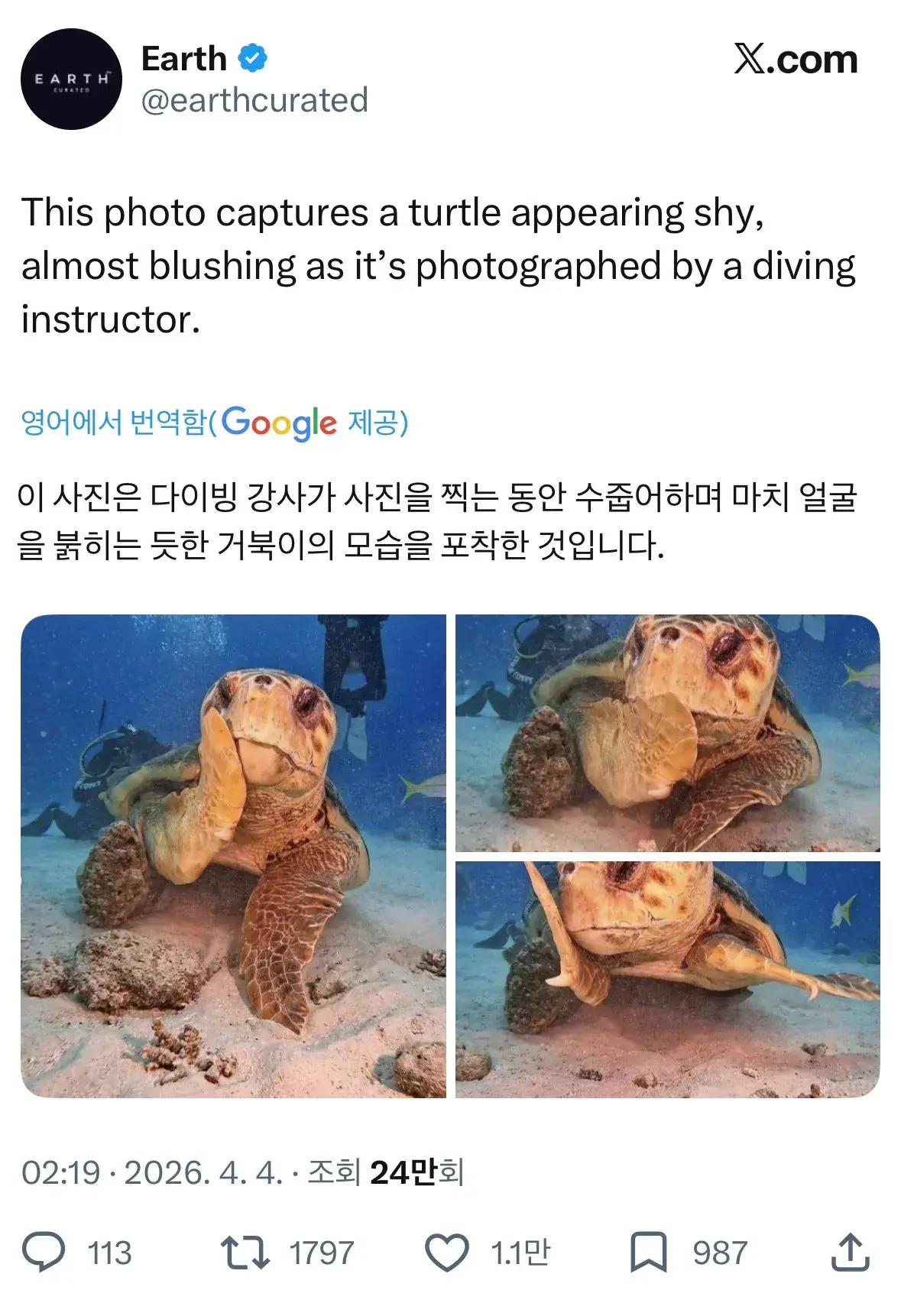 해외 반응 난리난 바다거북 사진...jpg | mbong.kr 엠봉