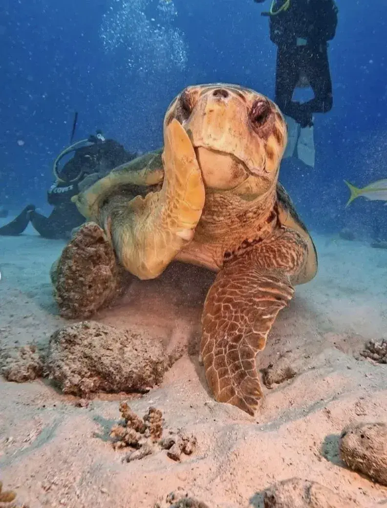 해외 반응 난리난 바다거북 사진...jpg | mbong.kr 엠봉
