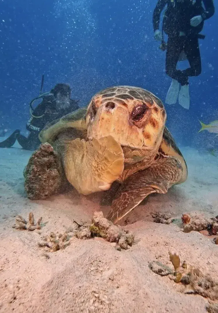 해외 반응 난리난 바다거북 사진...jpg | mbong.kr 엠봉
