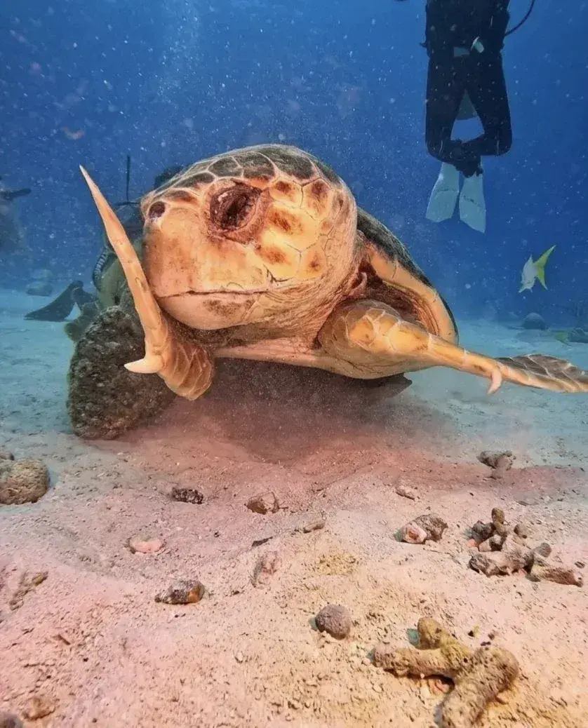 해외 반응 난리난 바다거북 사진...jpg | mbong.kr 엠봉