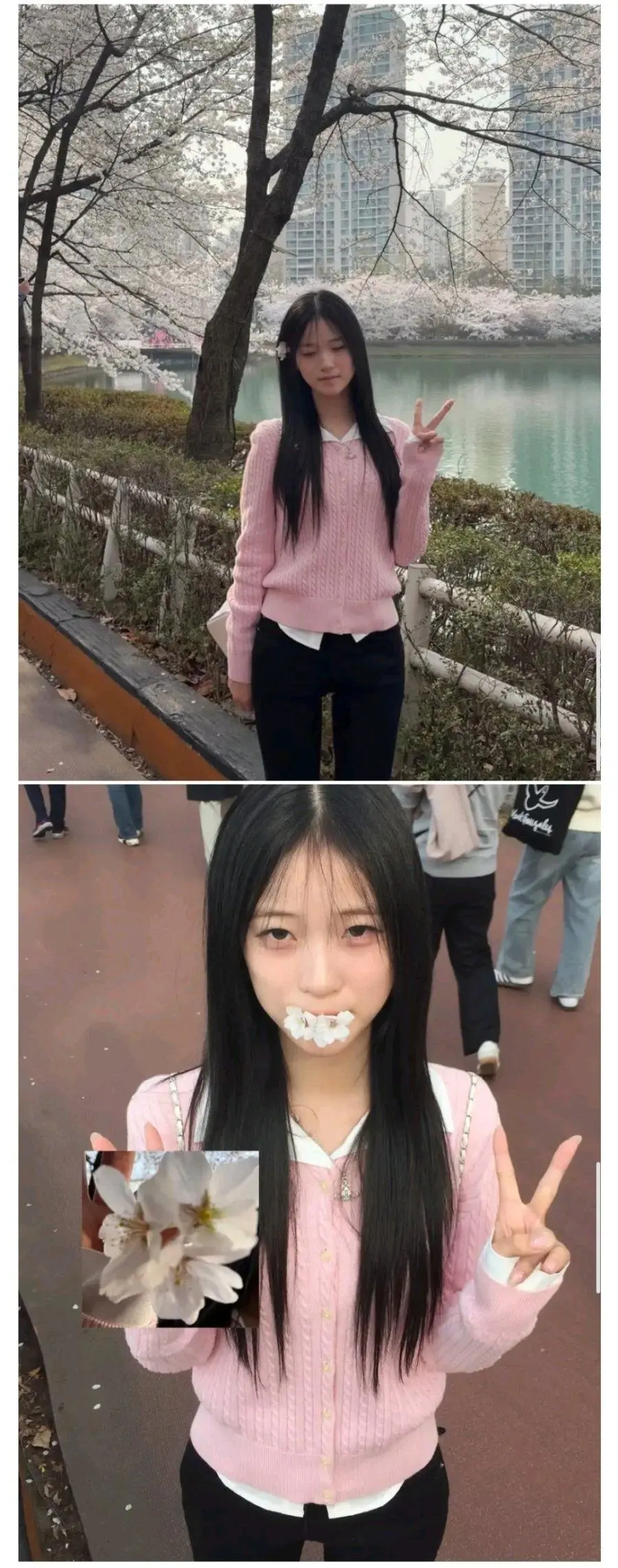 벚꽃 구경간 최가온 선수.jpg | mbong.kr 엠봉