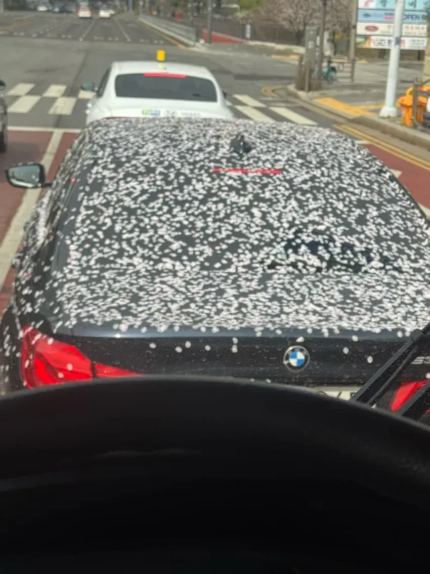 BMW 벚꽃 에디션 | mbong.kr 엠봉