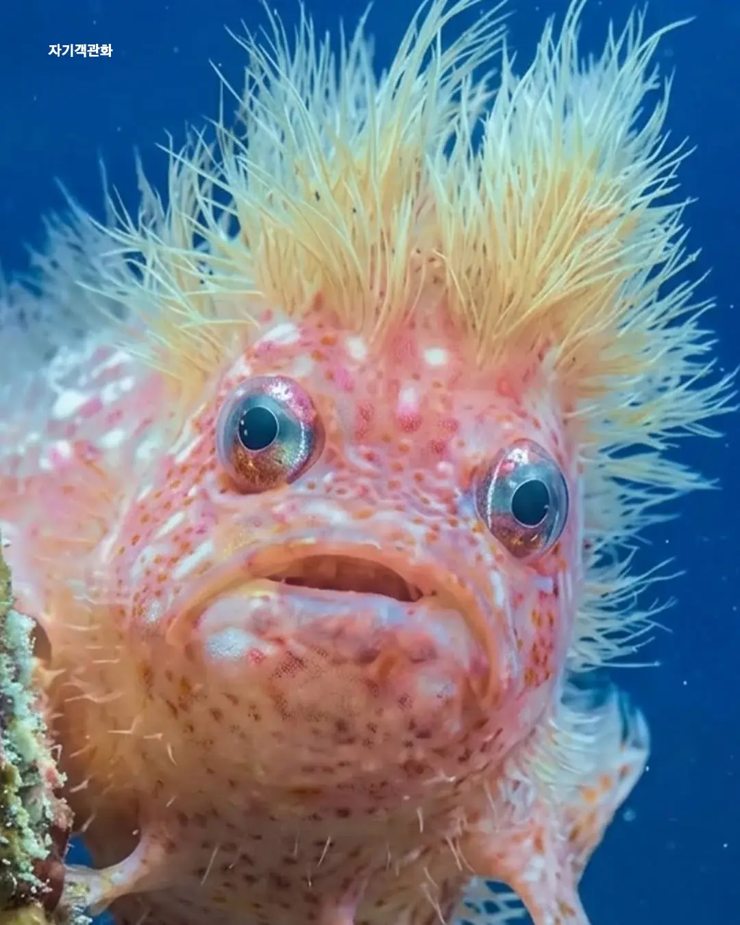 베네수엘라서 발견된 신종 트럼프 물고기.jpg | mbong.kr 엠봉